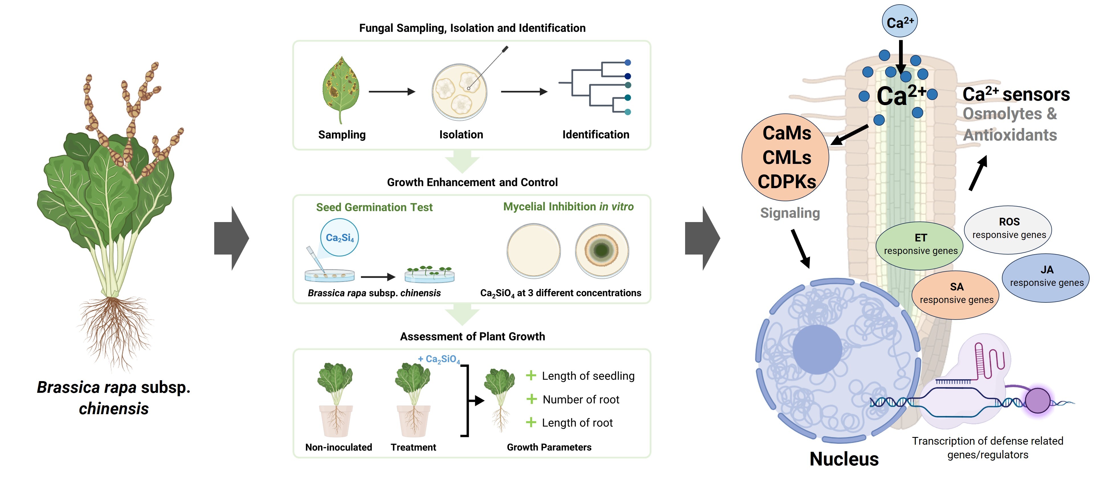 Graphical abstract