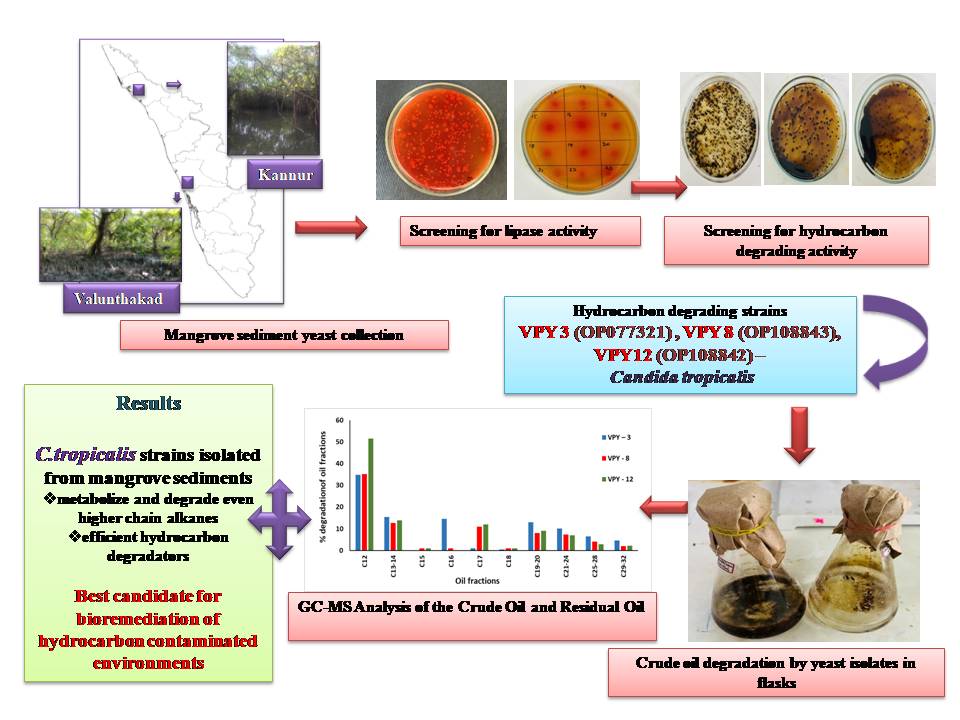 Graphical abstract