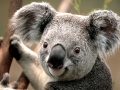 koala_120